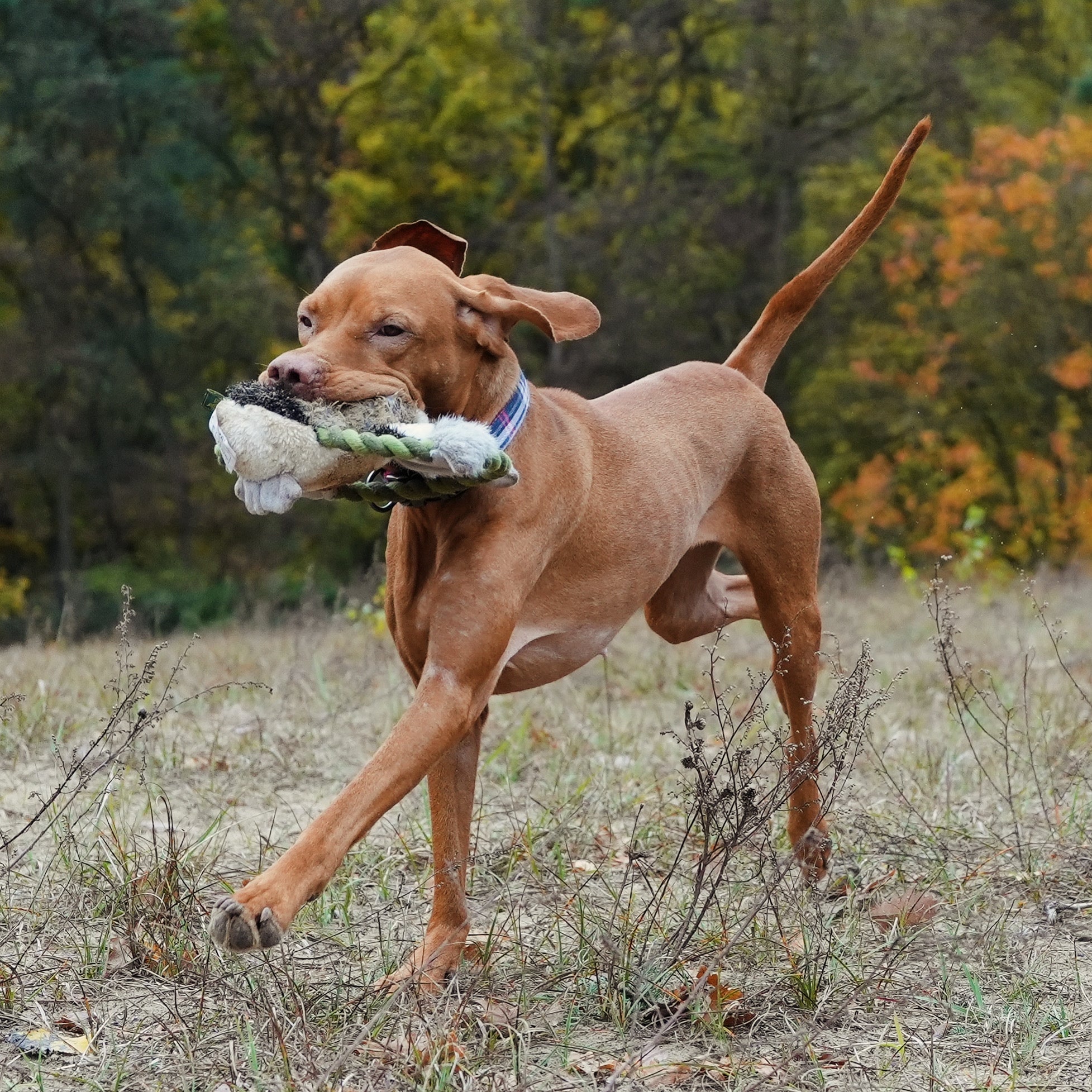 HUNTER WILDLIFE TRAINING ENTE (26 cm)