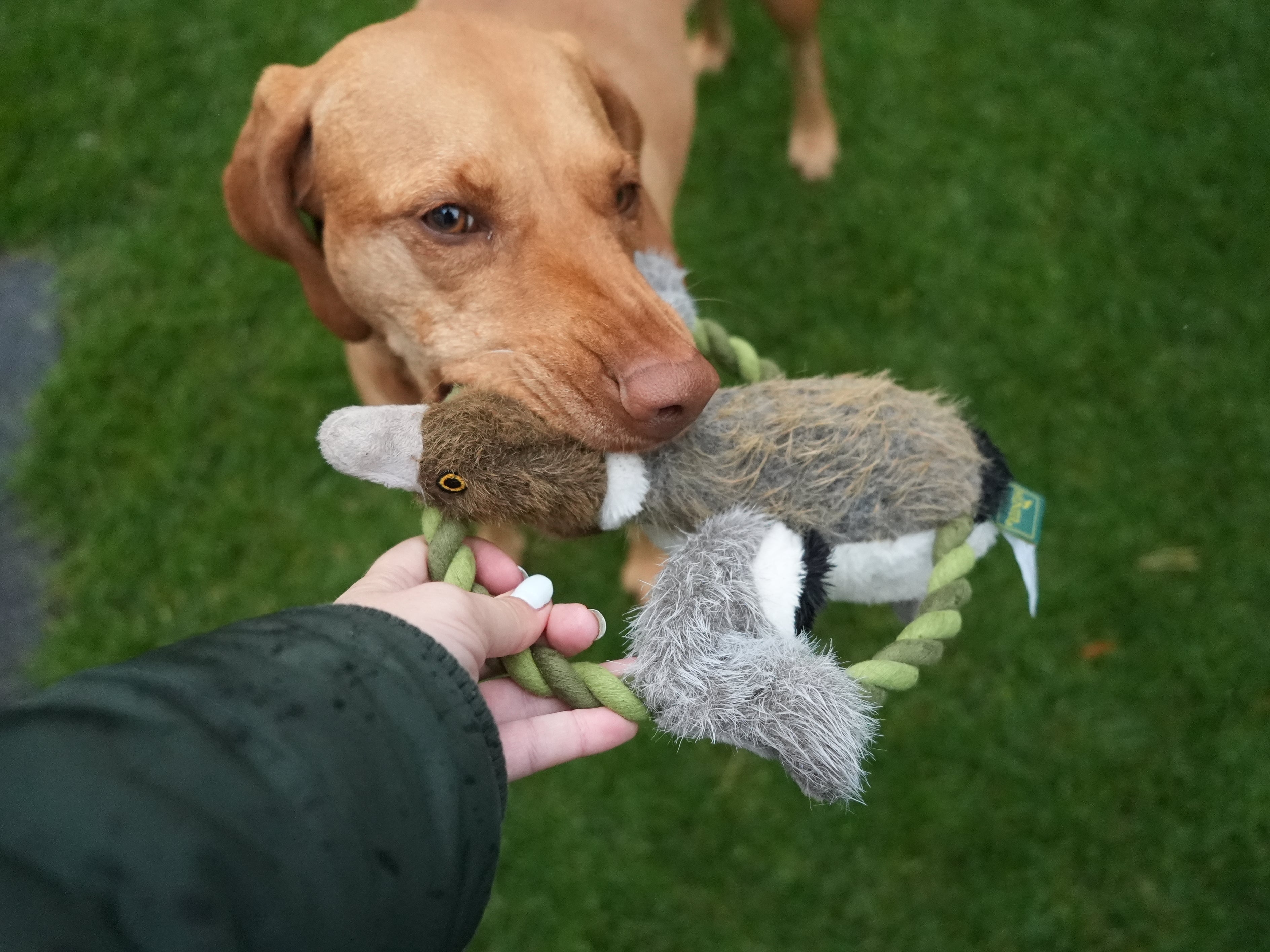 HUNTER WILDLIFE TRAINING ENTE (26 cm)