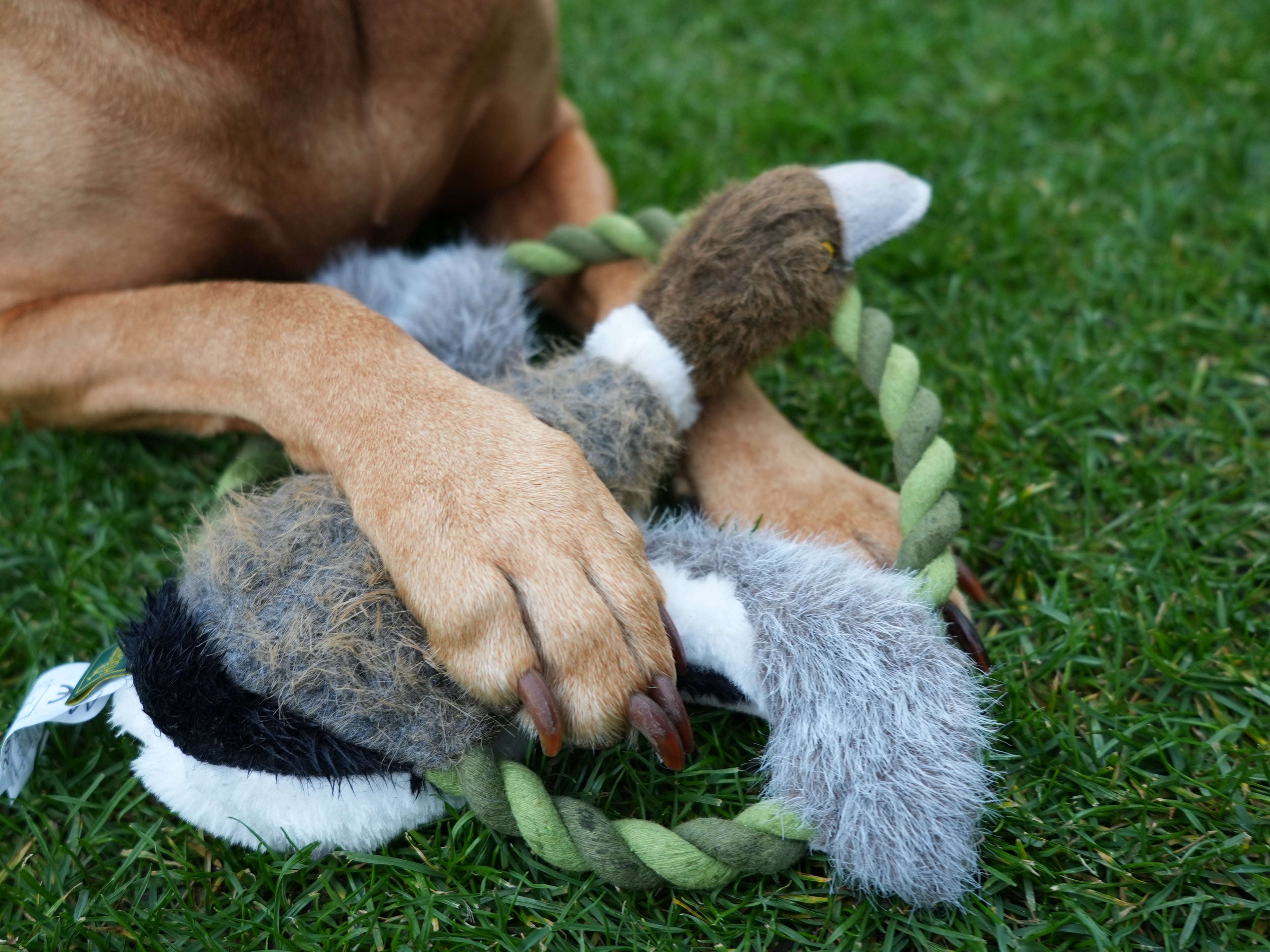 Gassi & Spiel Bundle! Für aktive Abenteuer mit deinem Hund.