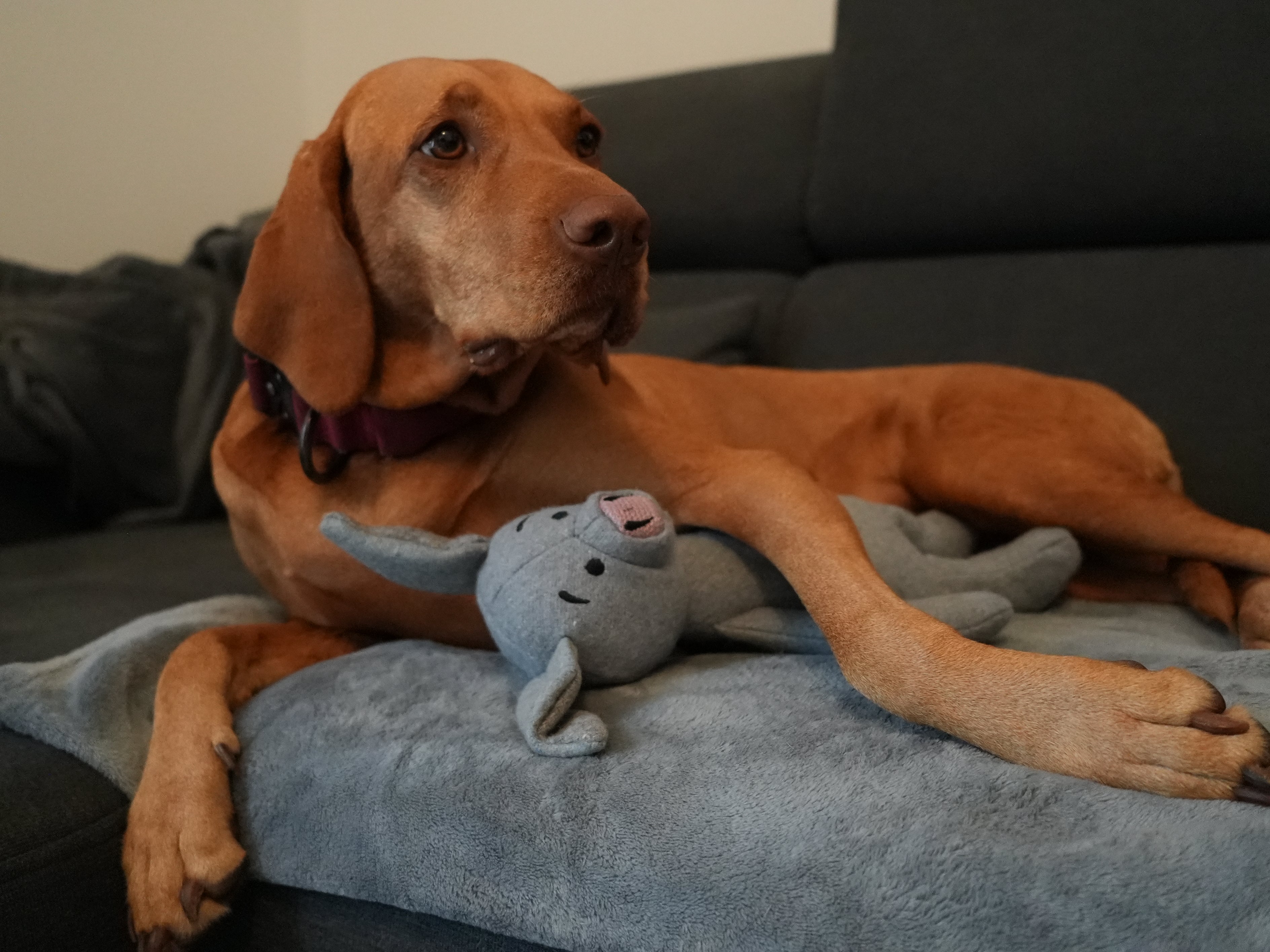 Nachhaltiges Hundespielzeug Filzschwein – weich & leise 35 cm